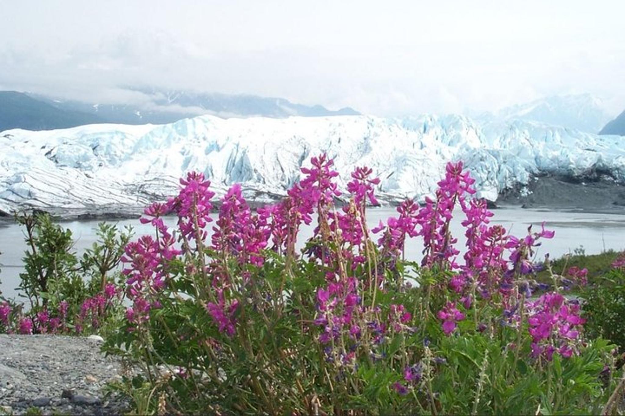 Anchorage Matanuska Glacier Tour 8 hr - Image 5