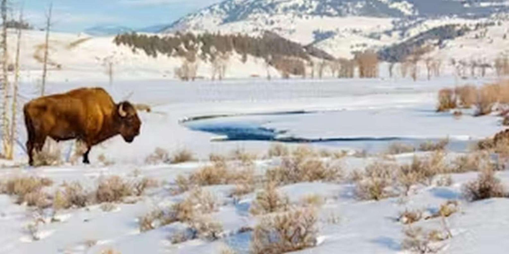 Jackson Yellowstone Snowmobile Tour - Image 4