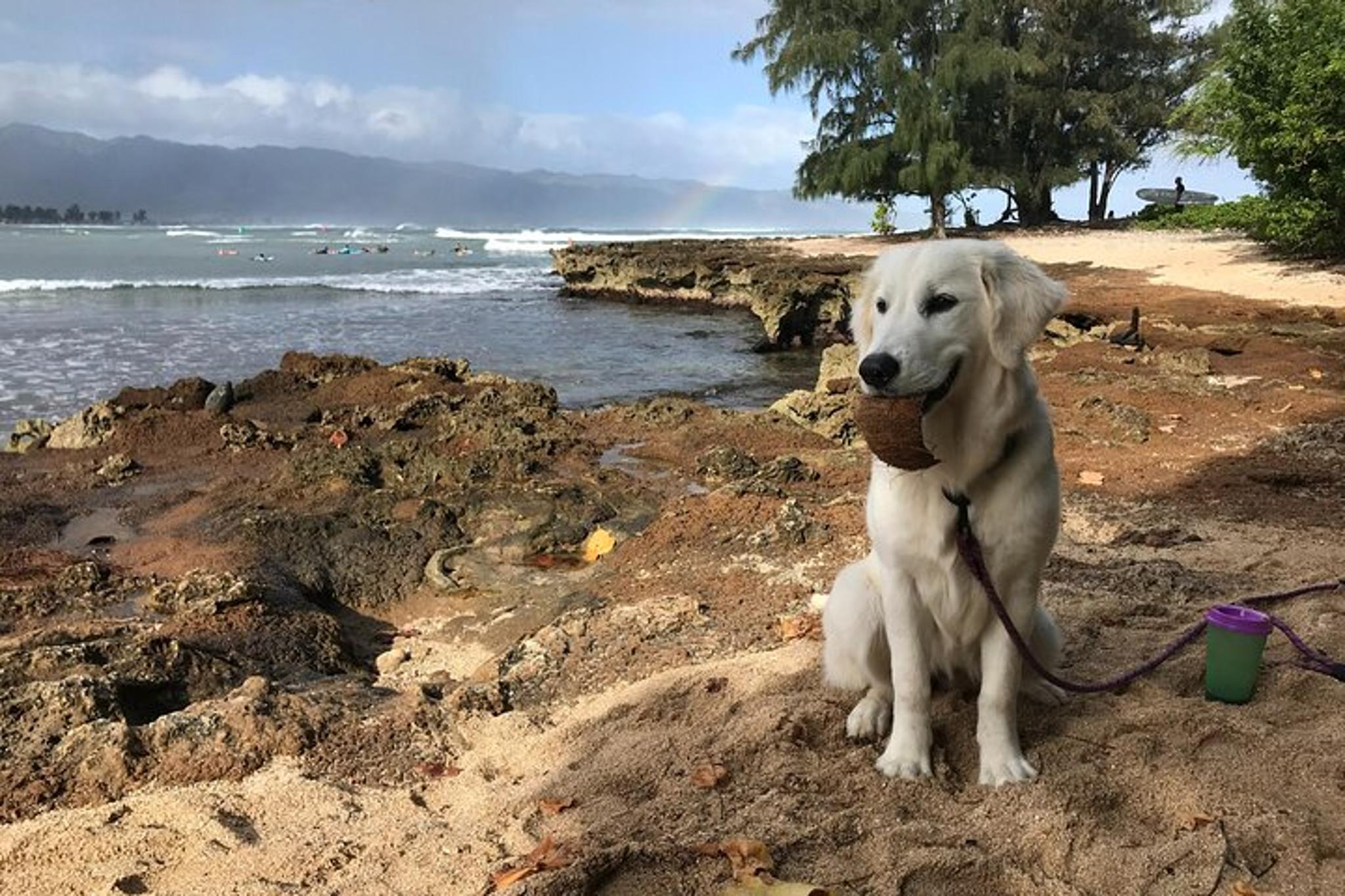 Oahu Surf Lessons for Beginners - Image 5