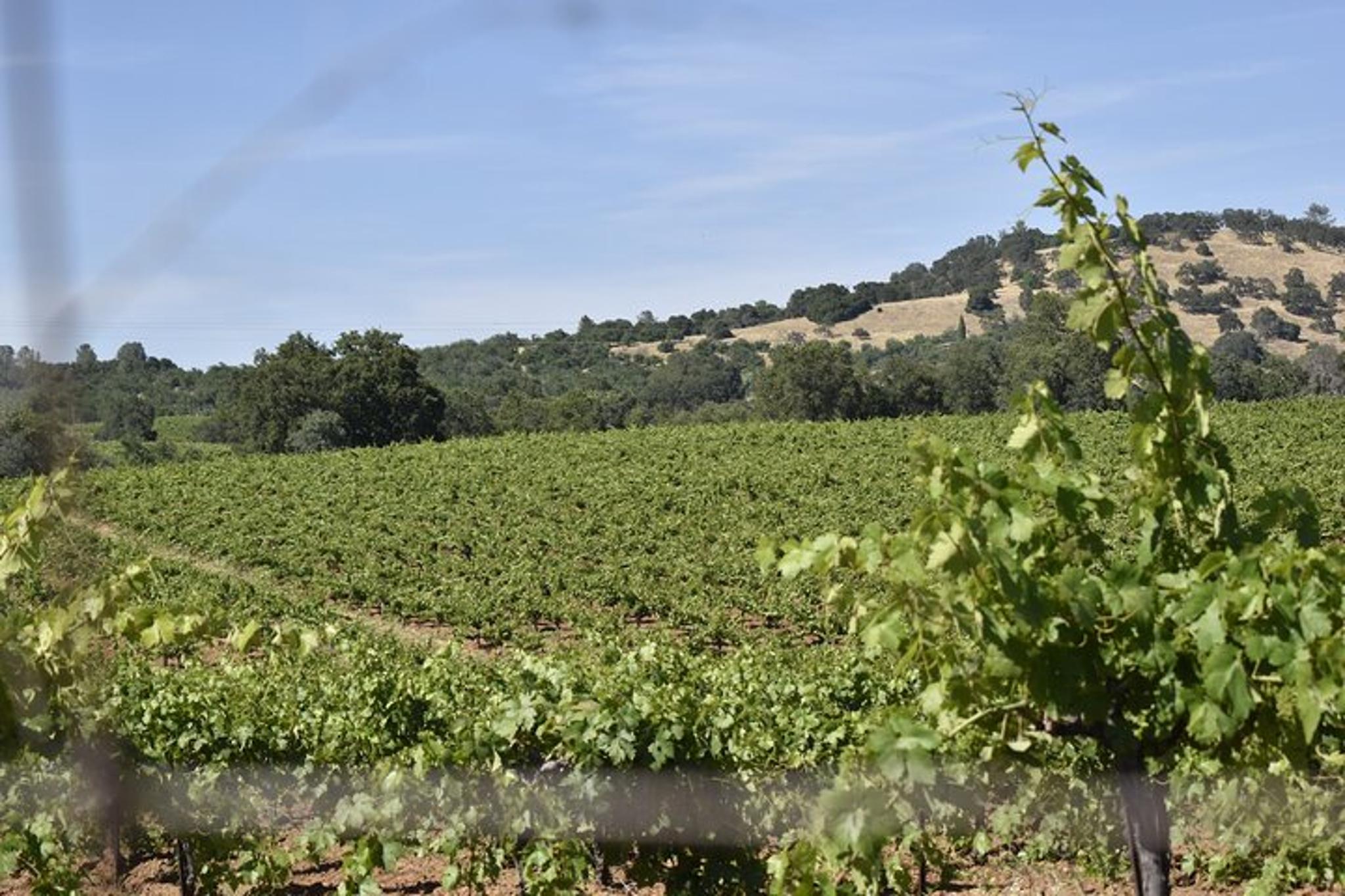 Placerville Wine Tasting Tour - Image 6