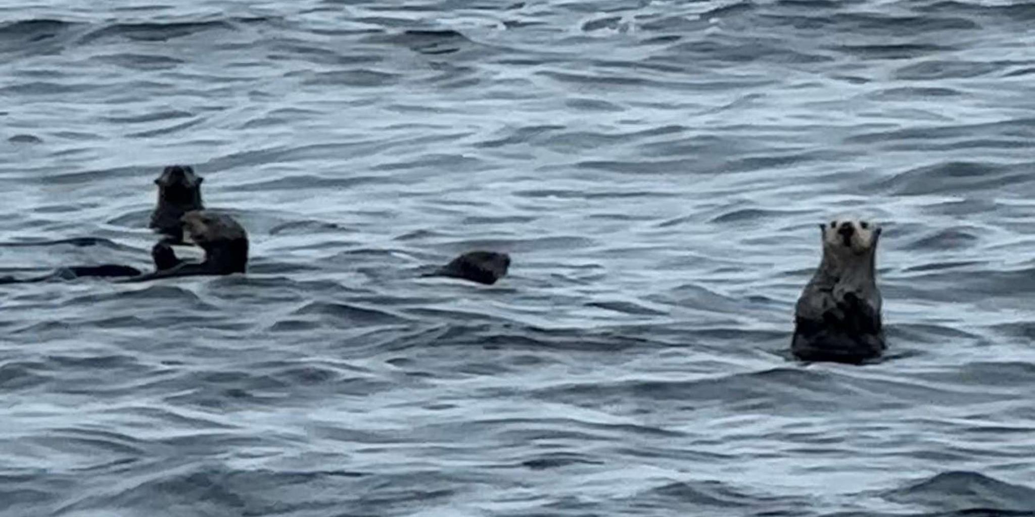 Sitka Wildlife and Whale Watching Tour for 6 - Image 3