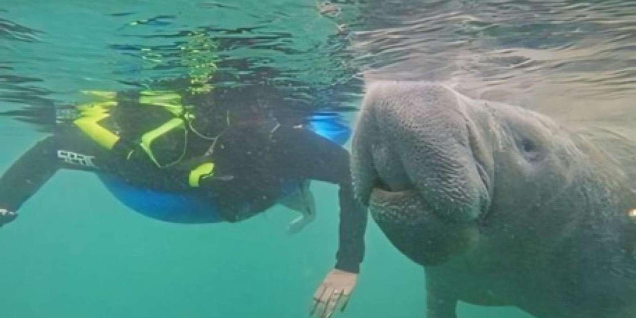 Crystal River Manatee Swim Tour with Heated Boat - Image 4