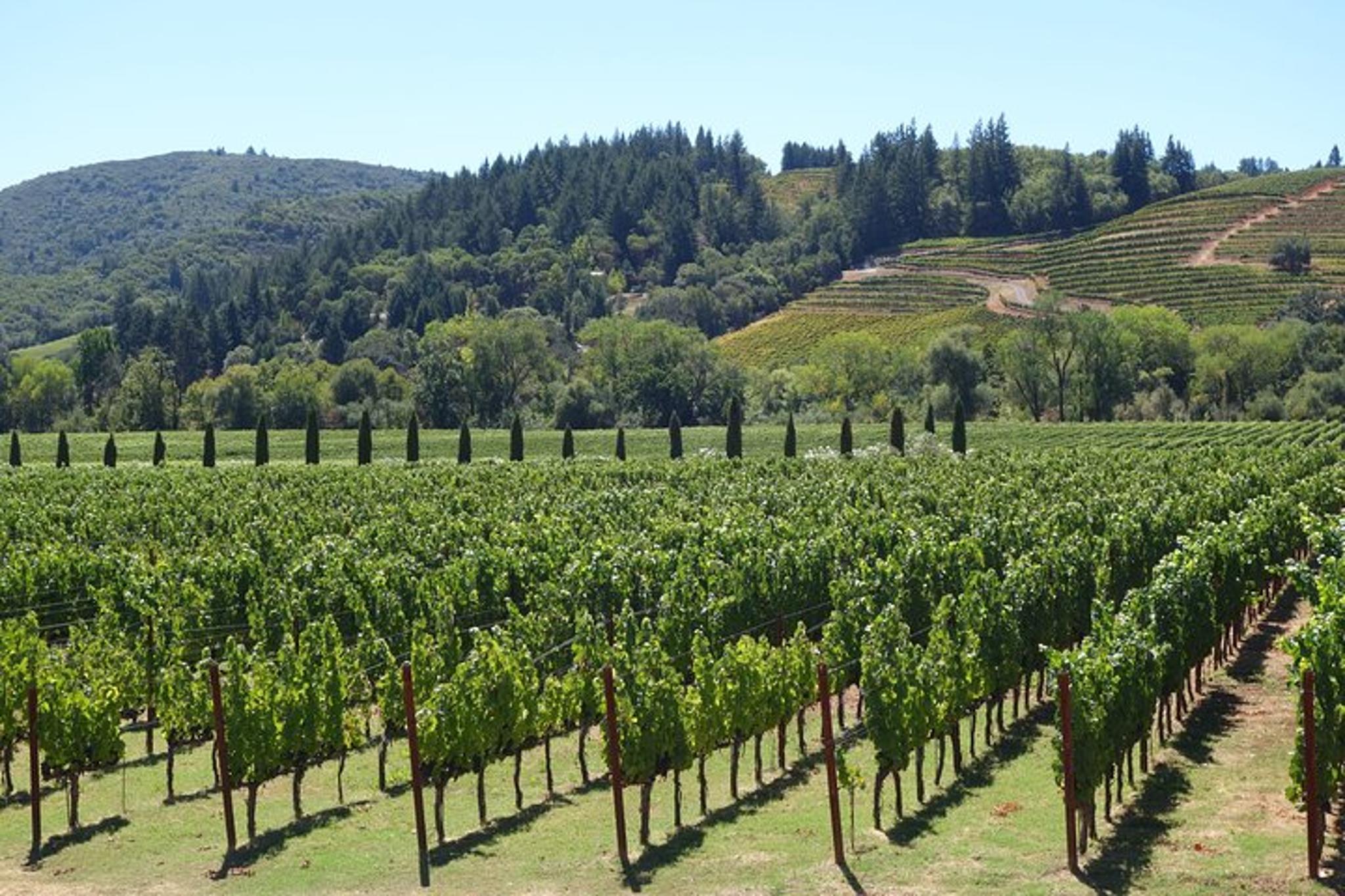 Napa Valley Wine Tasting Tour - Image 3
