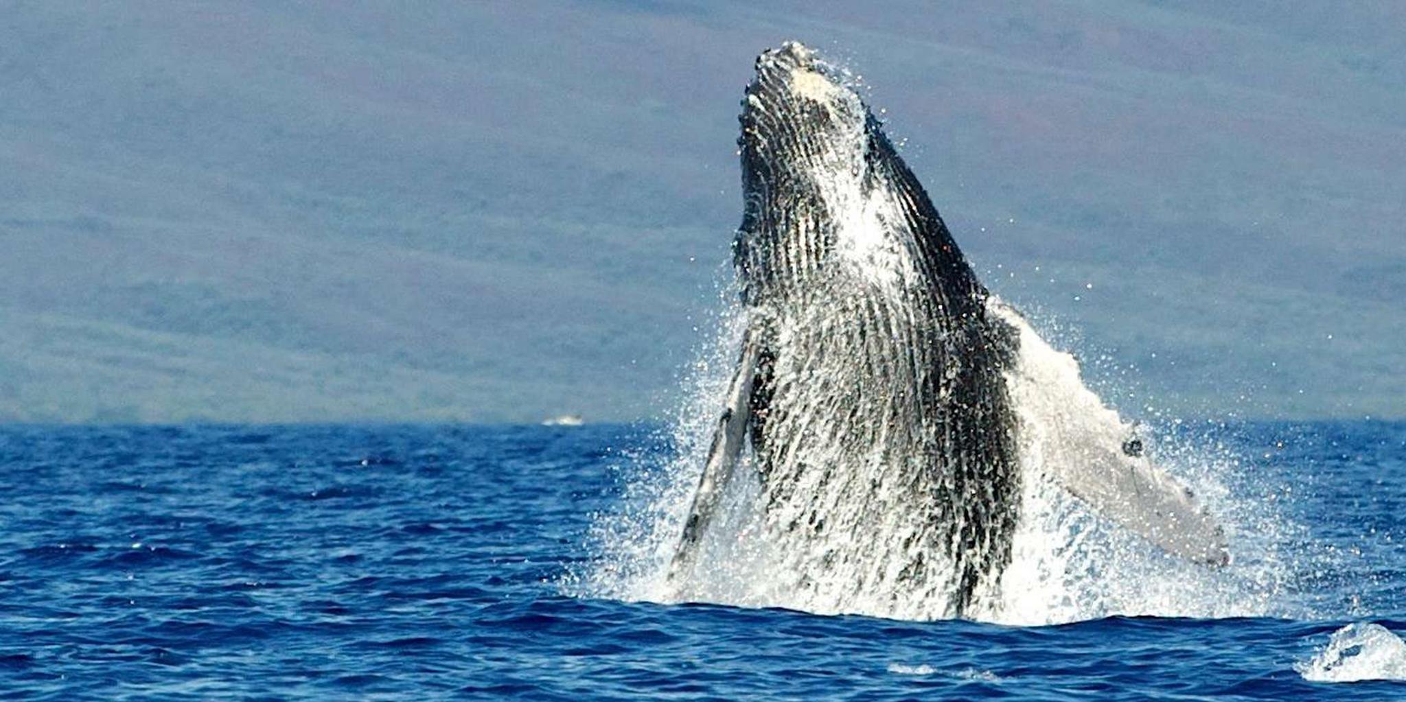 Maui Whale Watching Eco Raft Tour - Image 6