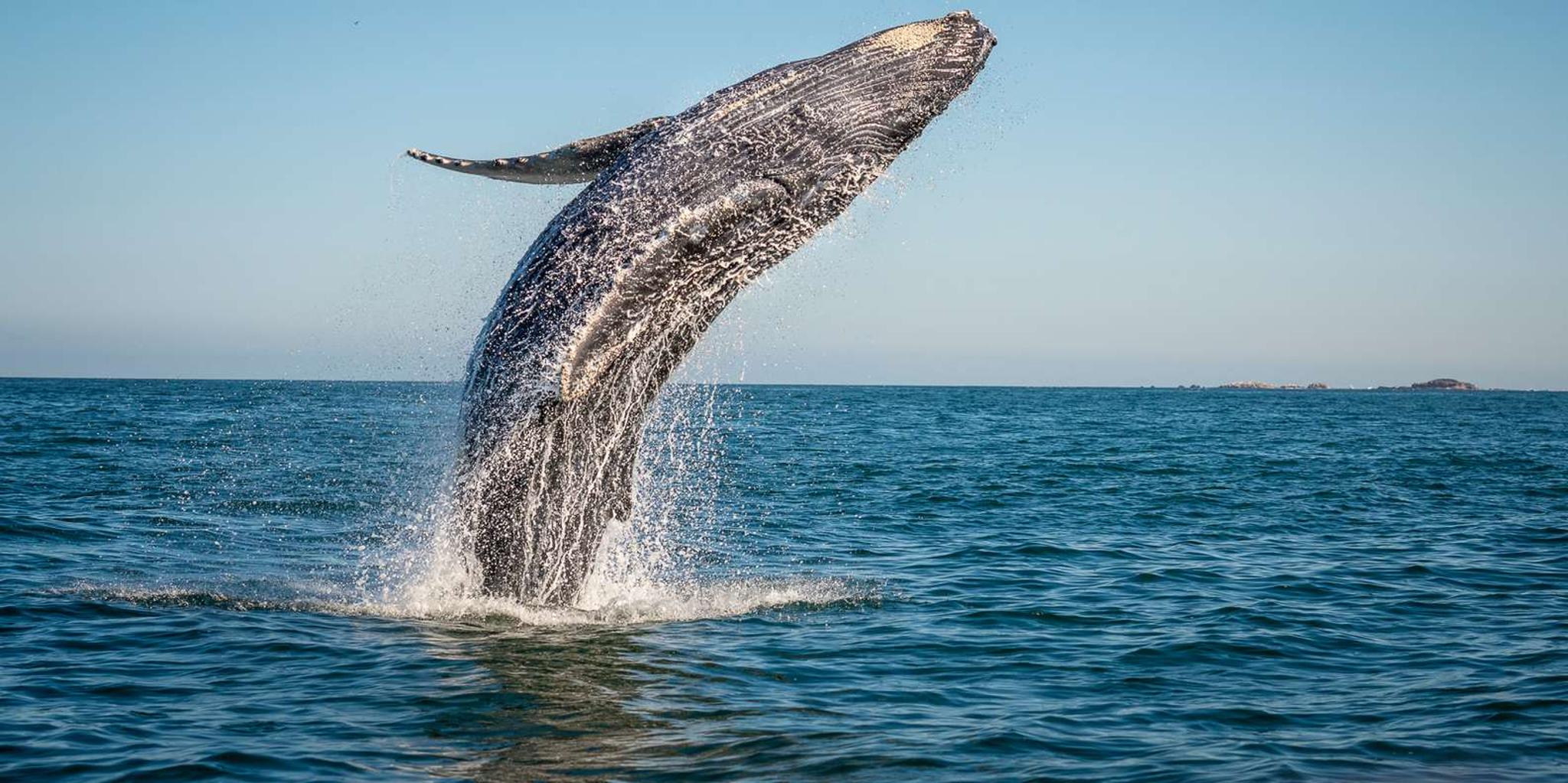 Ma'alaea Whale Watching Tour Aboard the Malolo