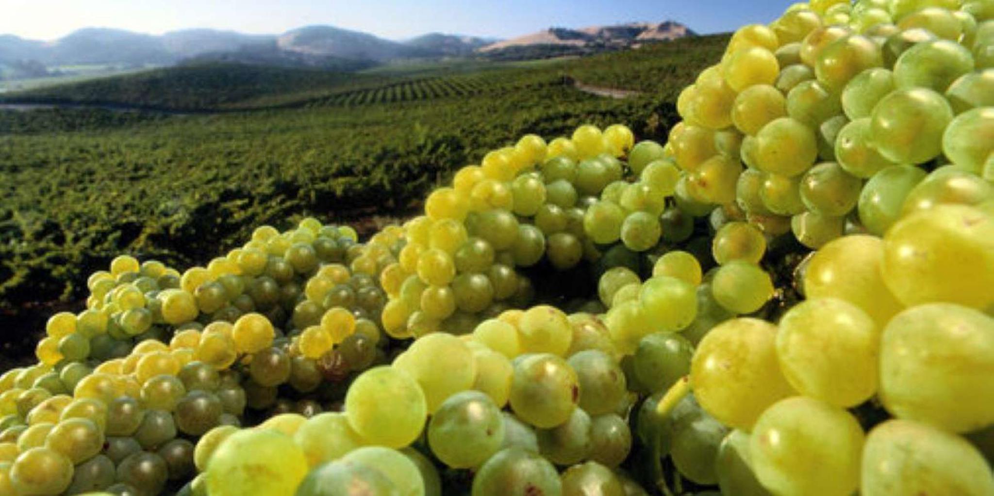 San Francisco Private Wine Tour to Guerneville - Image 4