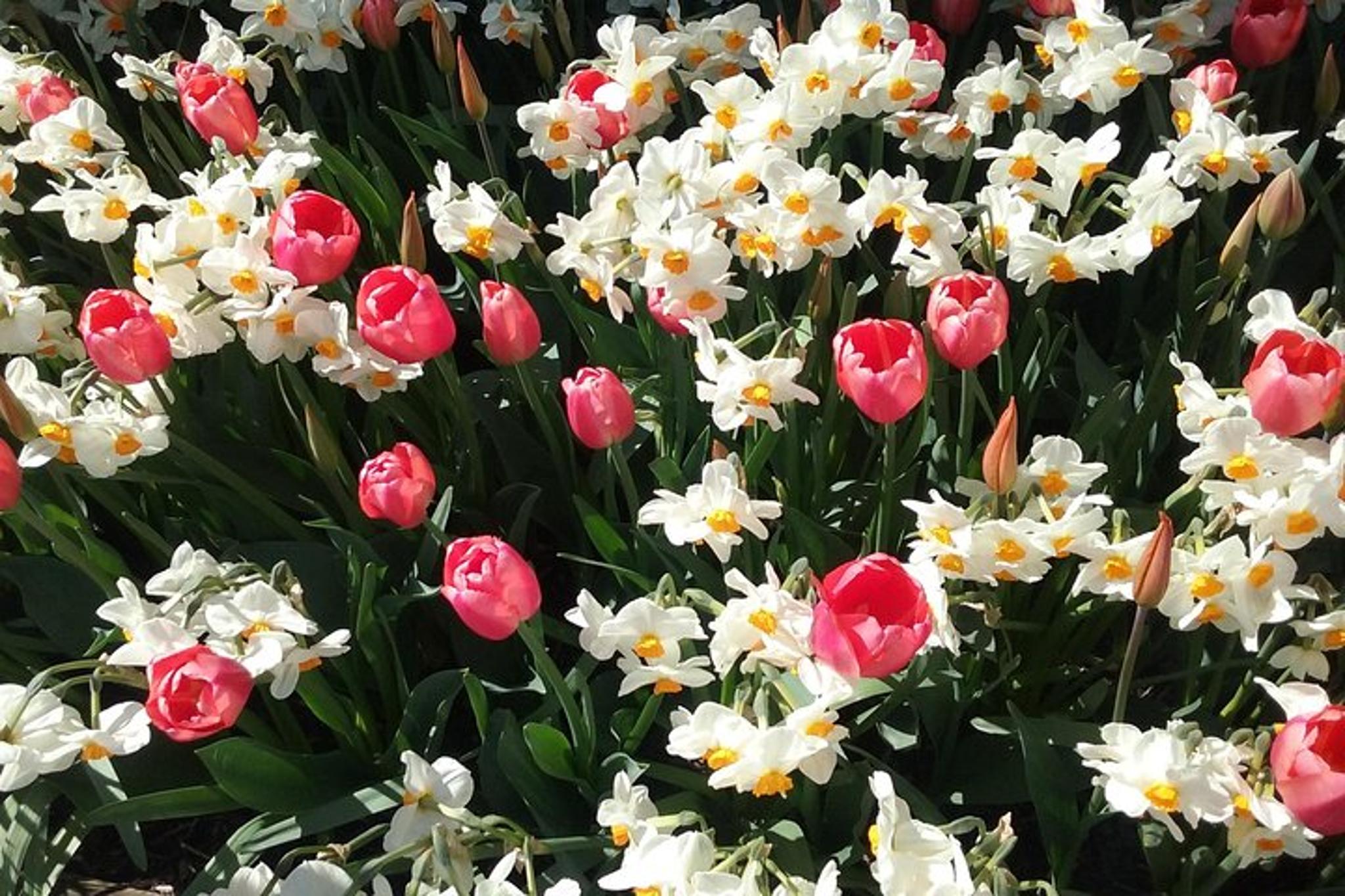 Skagit Valley Tulip Festival Tour - Image 5