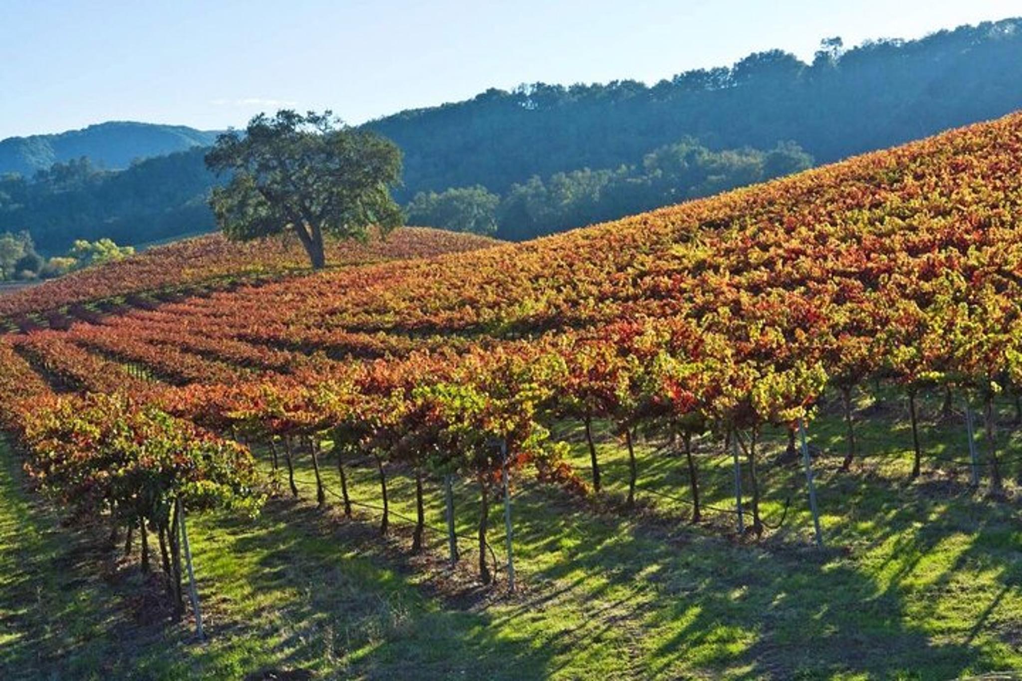 Paso Robles Private Flight Experience - Image 2