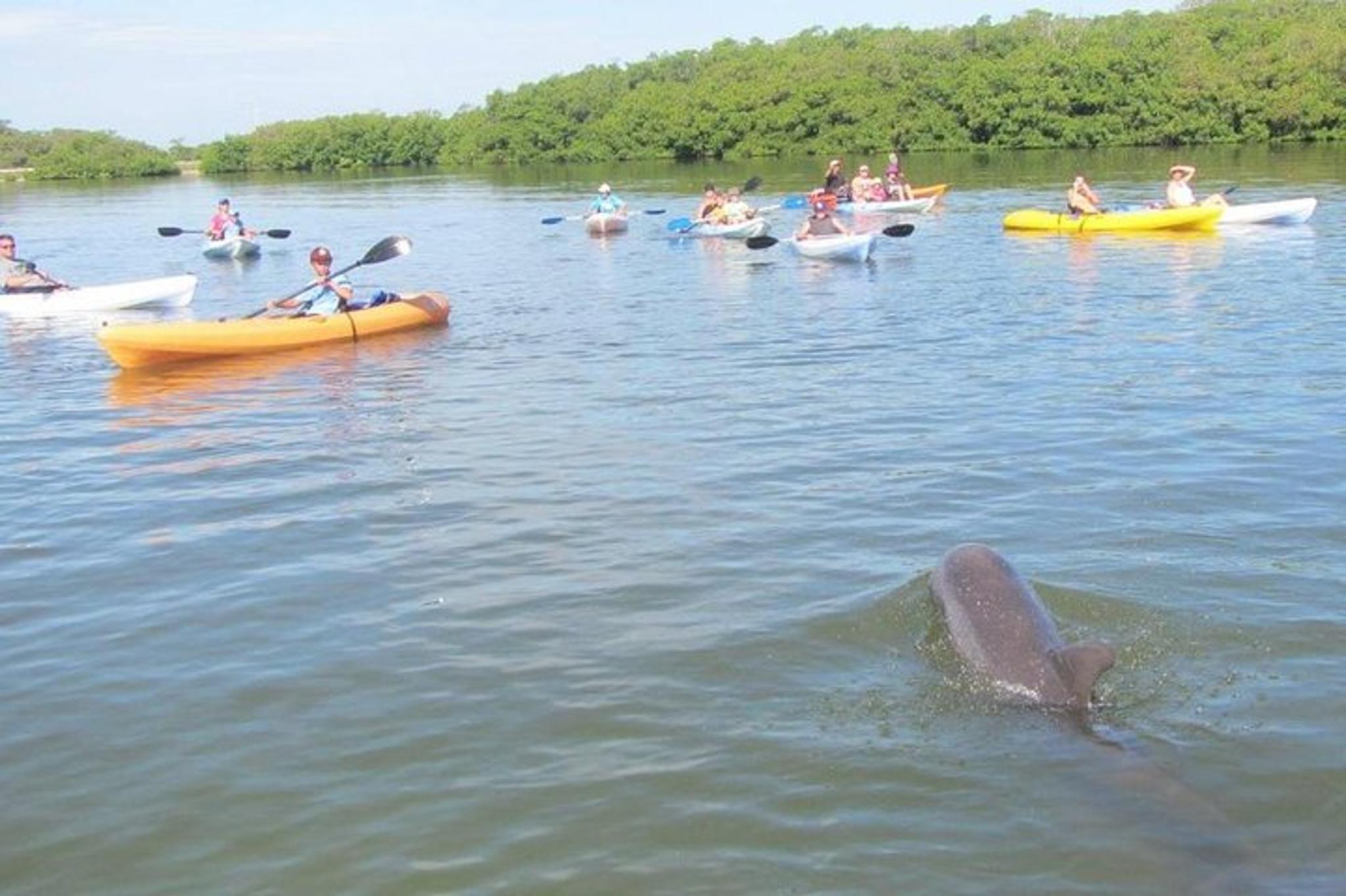 Cocoa Beach Kayaking Tour with Manatee and Dolphin - Image 5