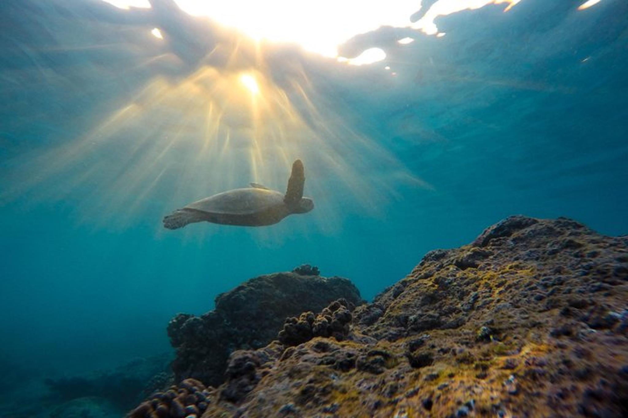 La Jolla Snorkeling Adventure 75 Min - Image 3