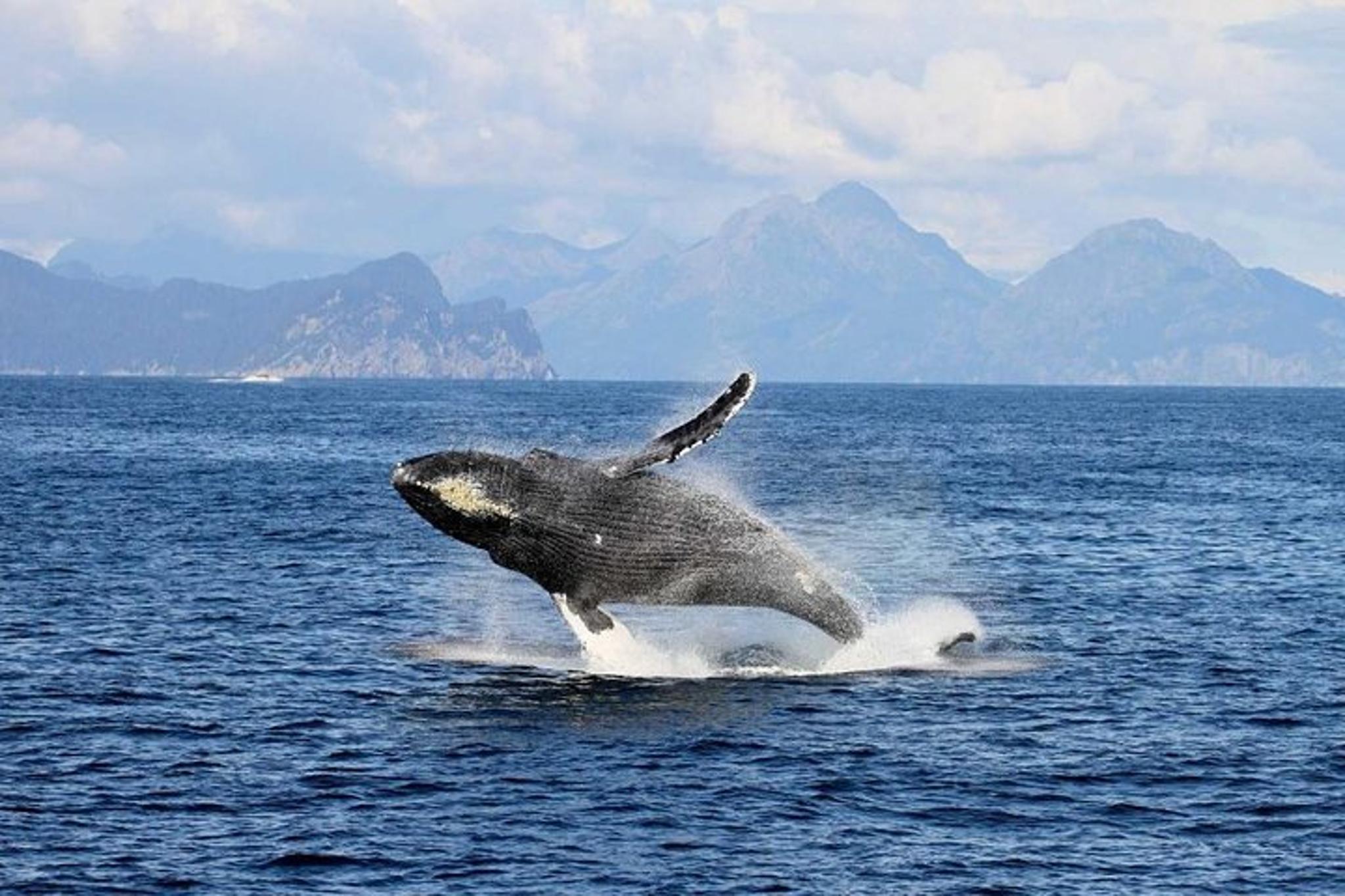 Seward Glacier and Wildlife Tour - Image 4