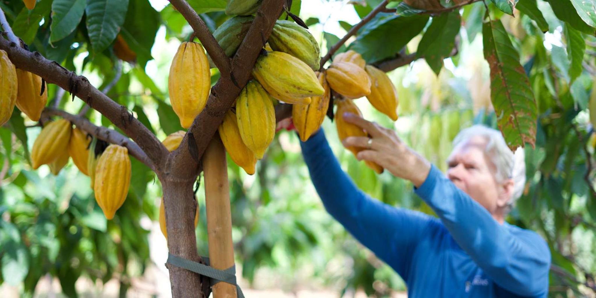 Lahaina Maui Ku'ia Estate Cacao Farm Tour and Tasting - Image 3