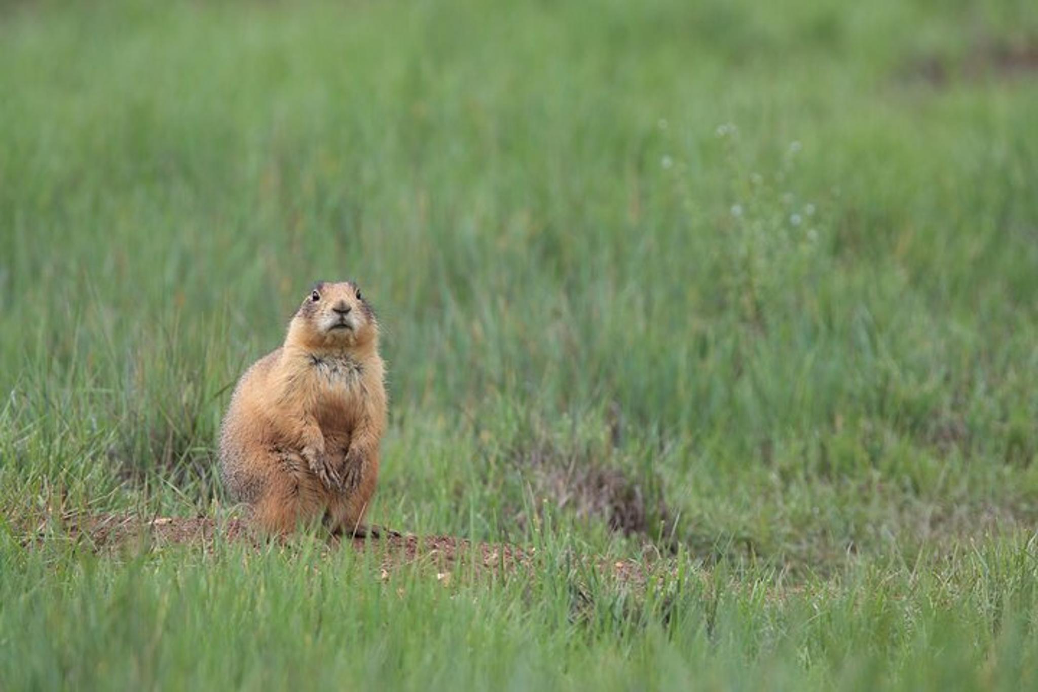 Bryce ATV Rental Adventure 4 hr - Image 4