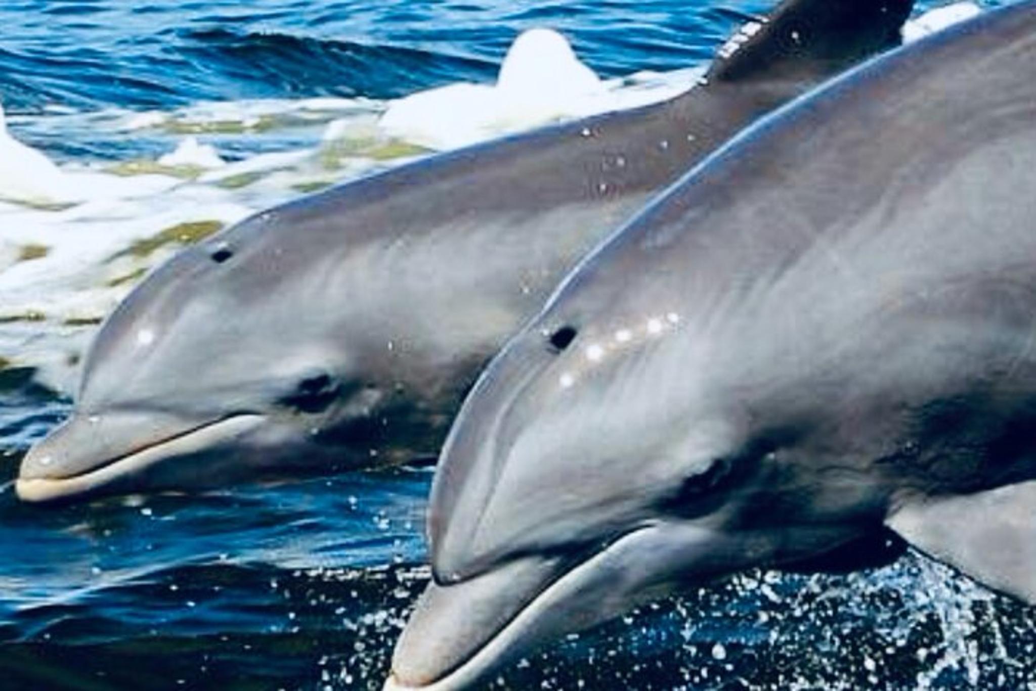 Orange Beach Dolphin Tour at Sunset 90 min - Image 2