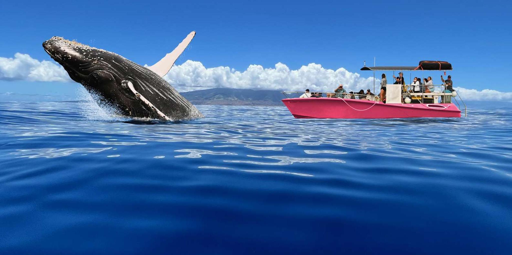 Lahaina Whale Watching Tour at Sunrise