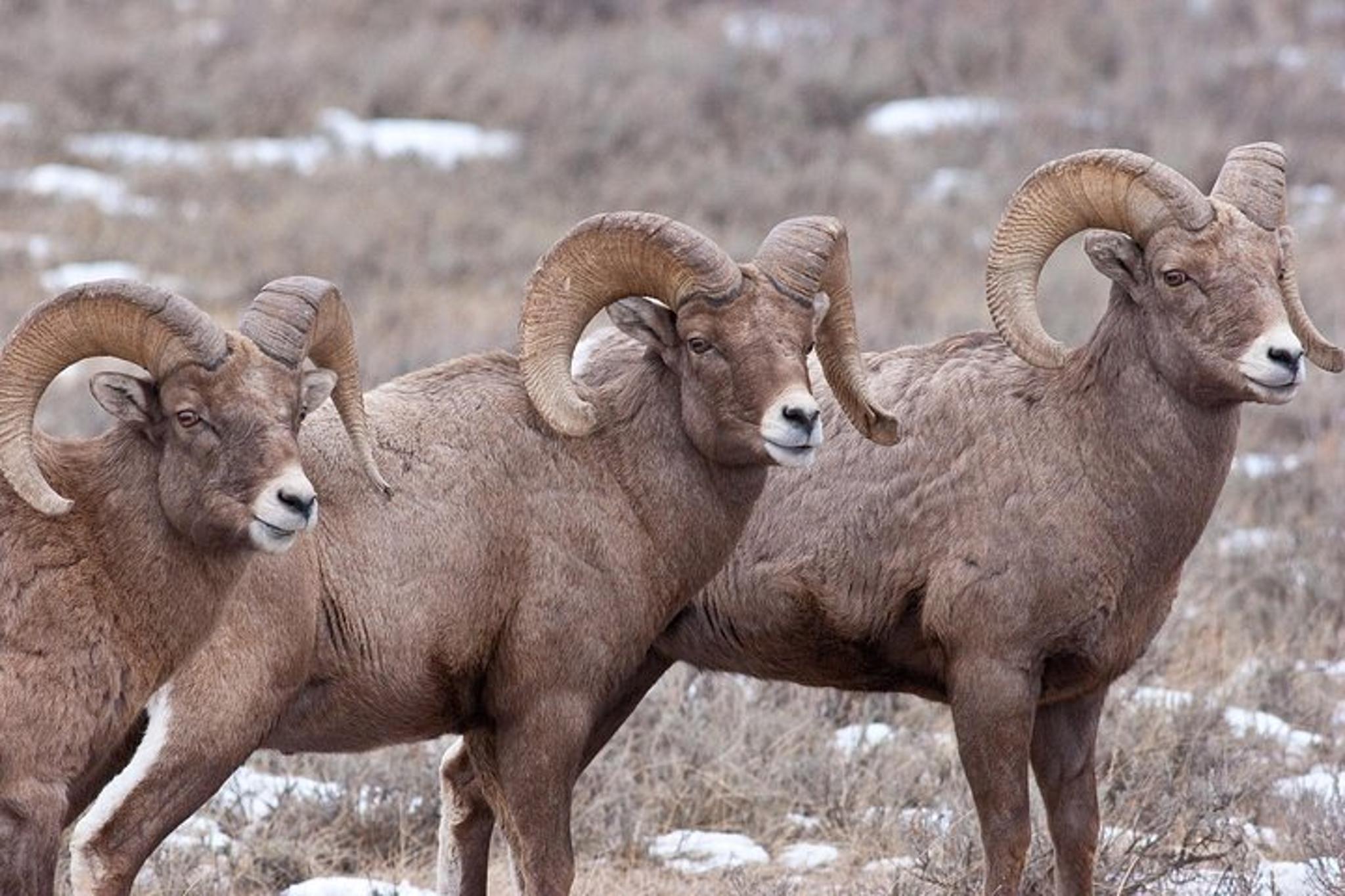 Jackson Hole Wildlife Safari Tour - Image 3