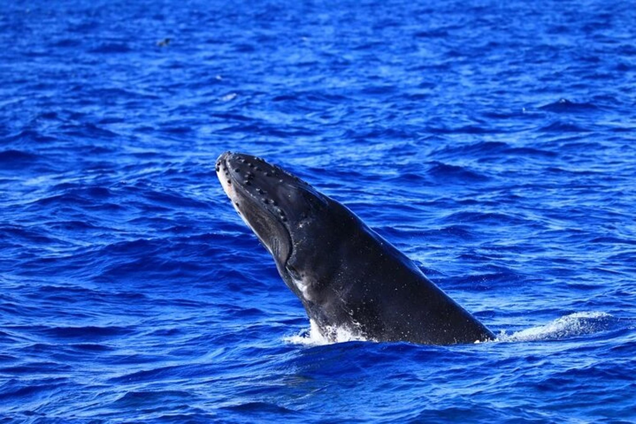 Kona Whale Watching Tour 2.5 Hr - Image 2
