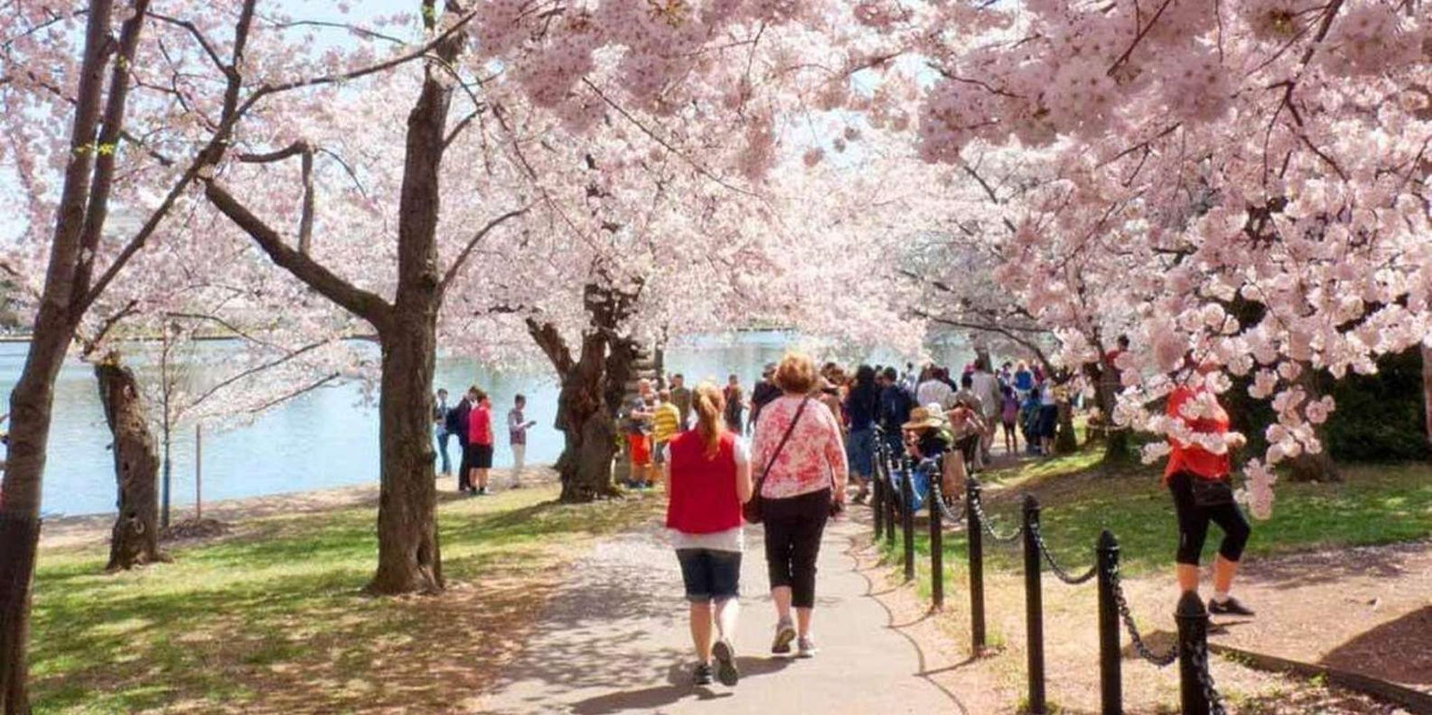 Washington DC Cherry Blossom Walking Tour - Image 3