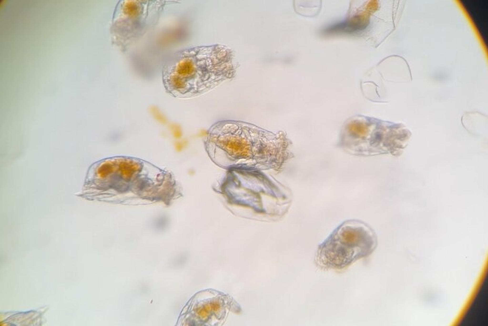 Sitka Aquarium Behind the Scenes Tour - Image 4