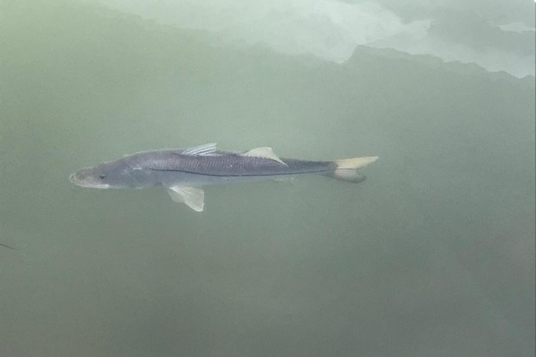 Tampa Dolphin Shelling Snorkeling Cruise - Image 6