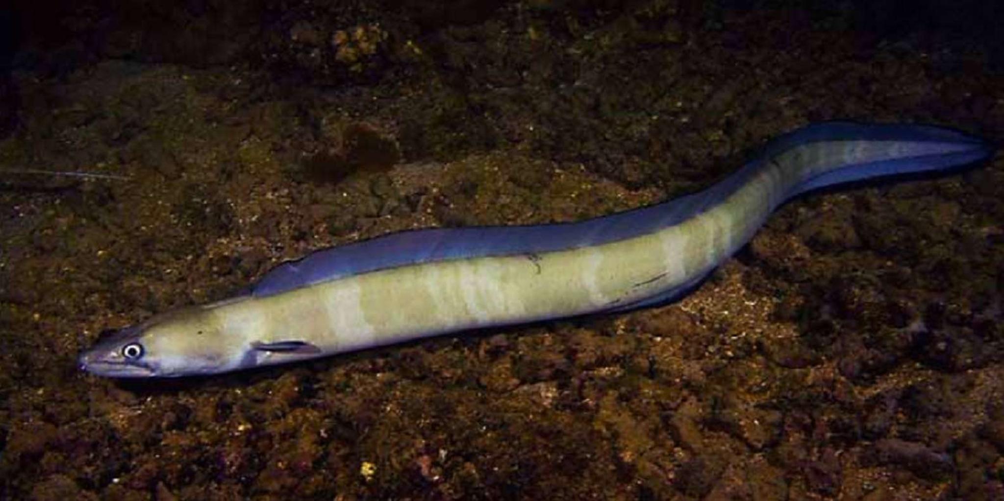 Hilo Night Dive for Certified Divers - Image 3