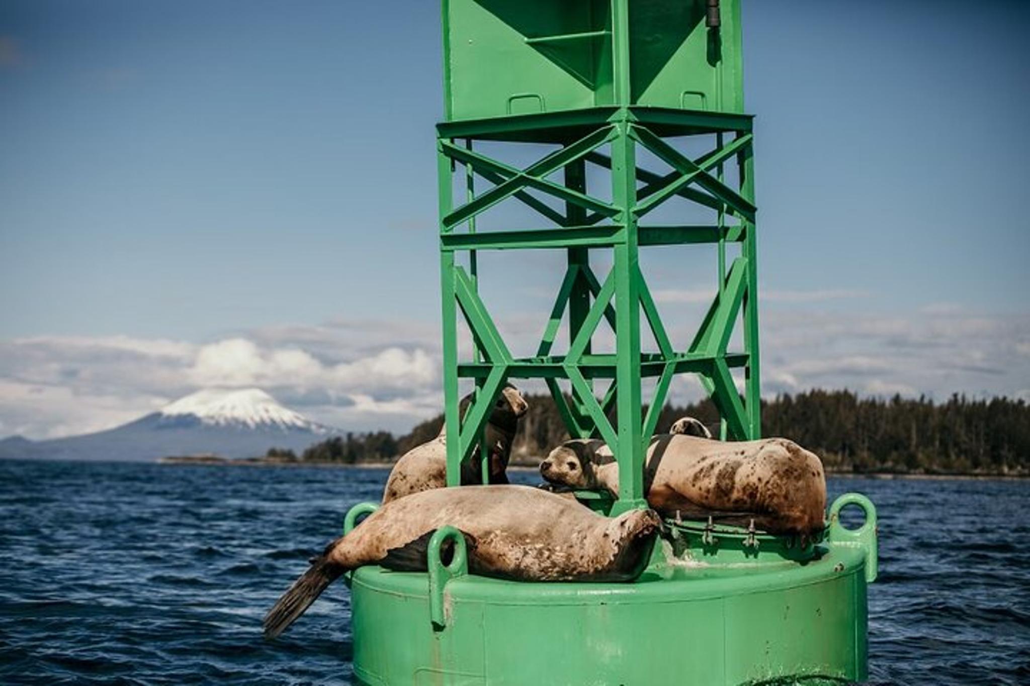 Sitka Marine Wildlife Tour 2 hr - Image 6