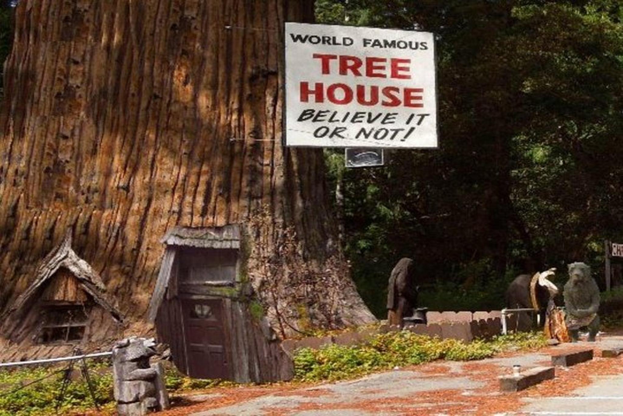 San Francisco Avenue of the Giants Redwoods Tour - Image 3