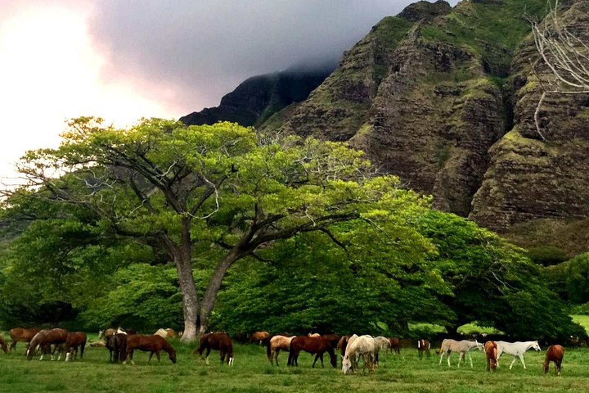Kaneohe Horseback Riding Tour 2 hr - Image 4