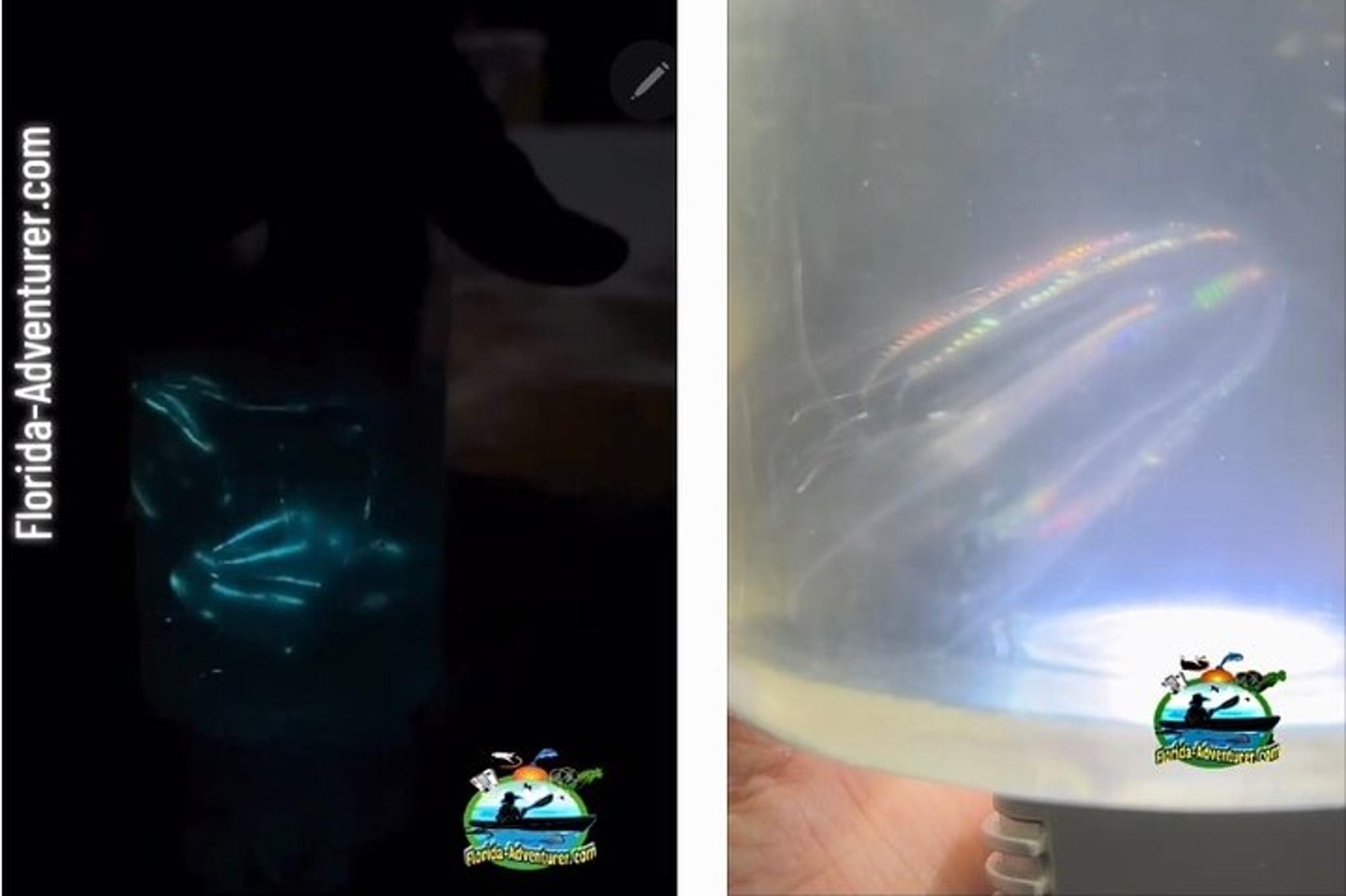 Titusville Bioluminescence Rafting Tour - Image 3