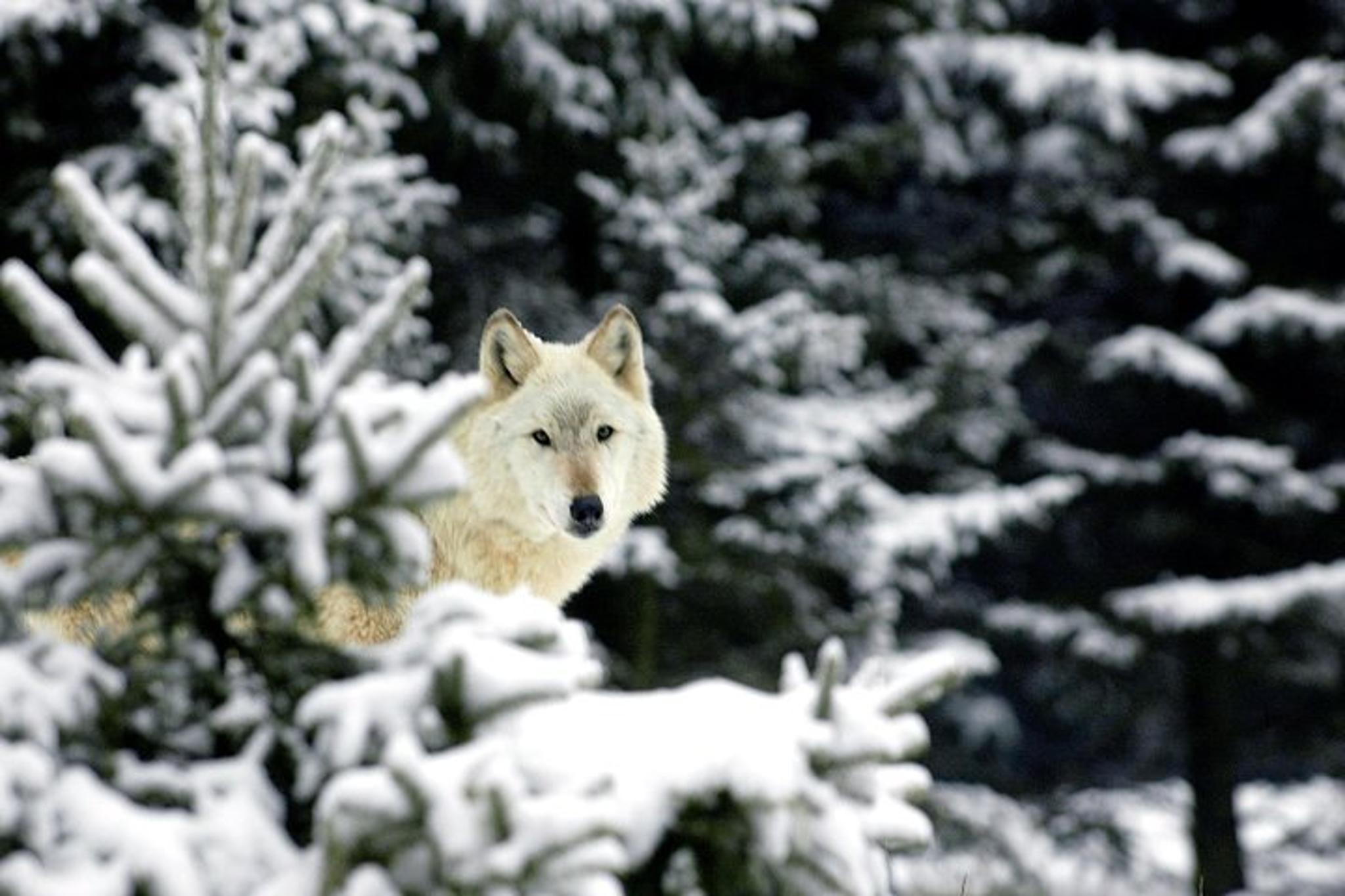 Seattle Woodland Park Zoo Admission - Image 5