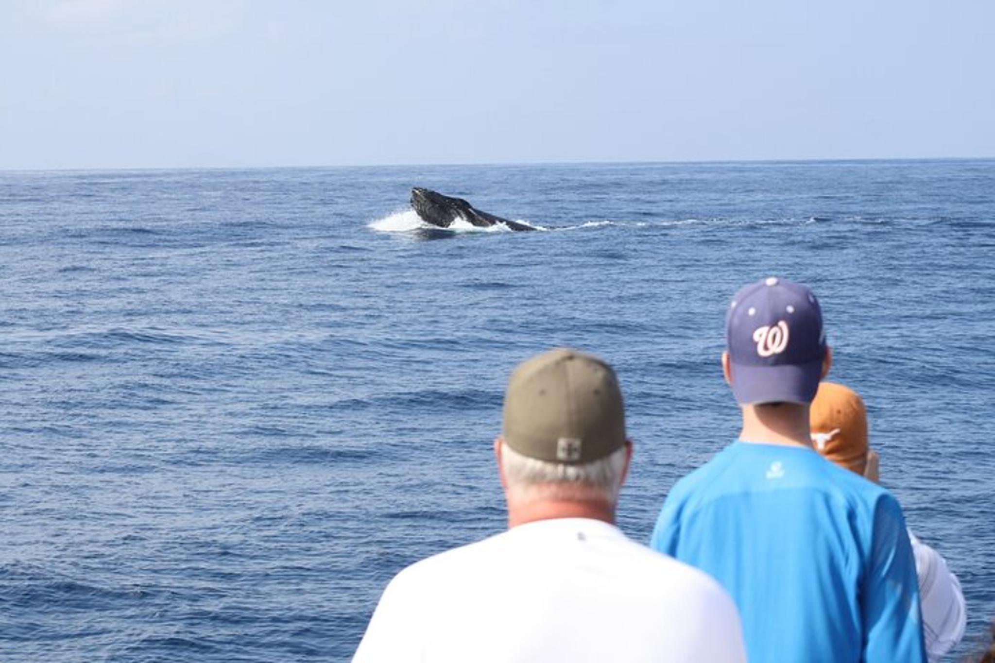 Kauai Whale Watching Cocktail Tour - Image 6