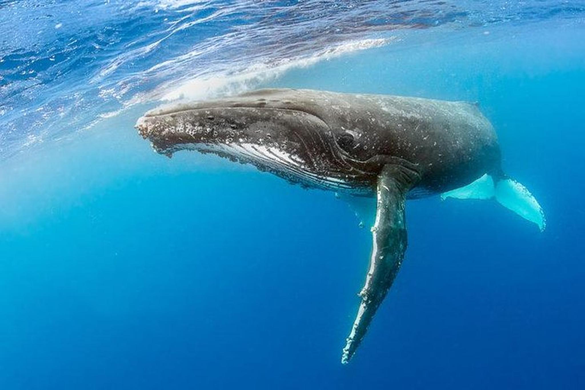 Kauai Raft Whale Watching Tour 2 hr