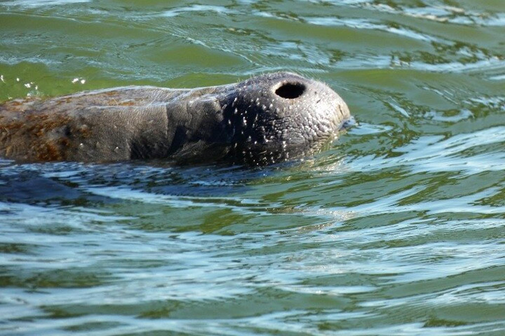 New Smyrna Beach Mangrove Paddle Tour - Image 1