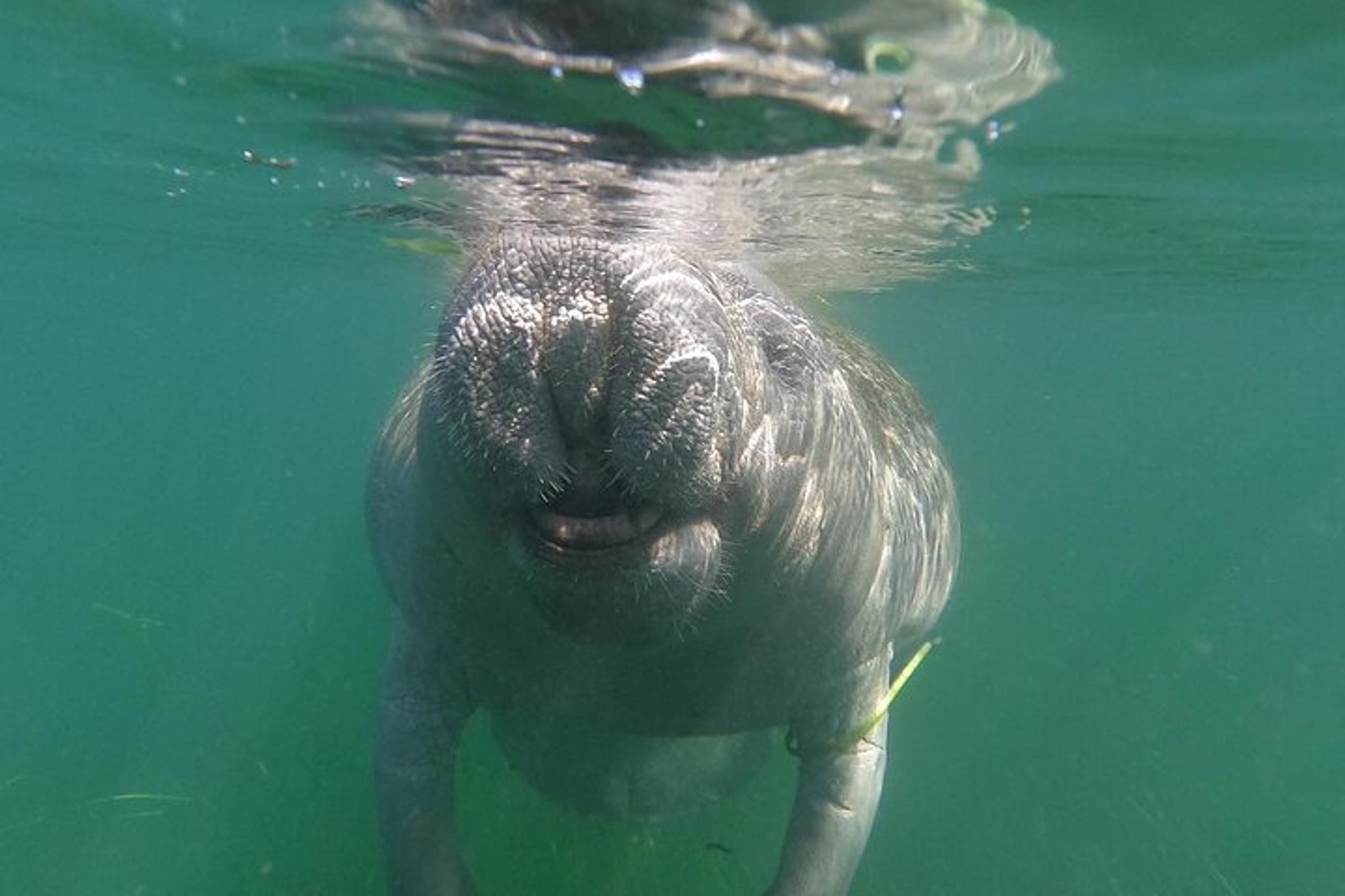 Crystal River Manatee Swim with Heated Boat - Image 2