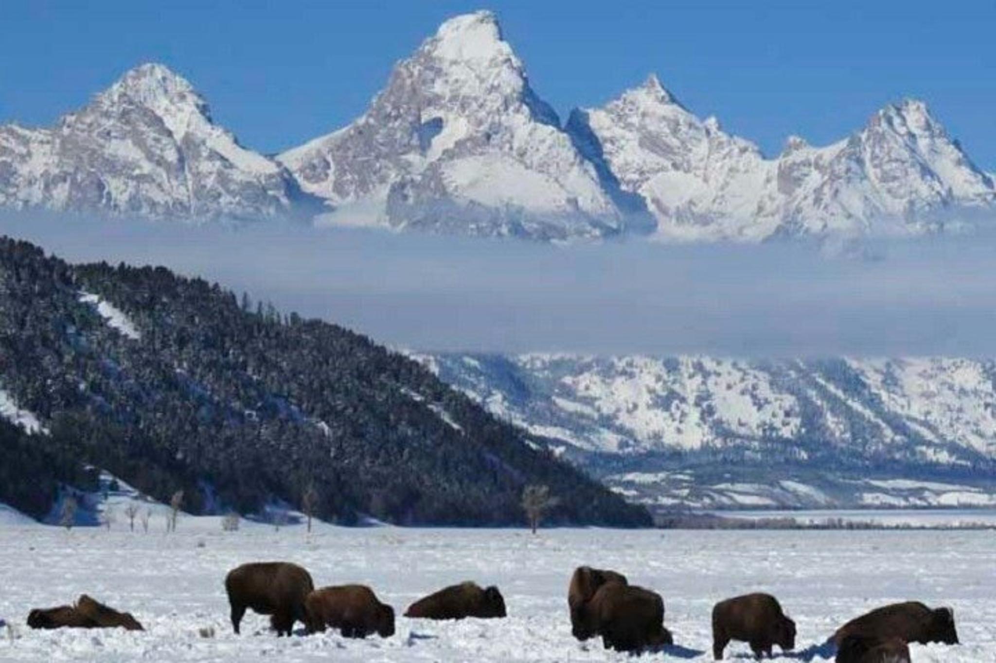 Jackson Hole Wildlife Tour in Grand Teton Park