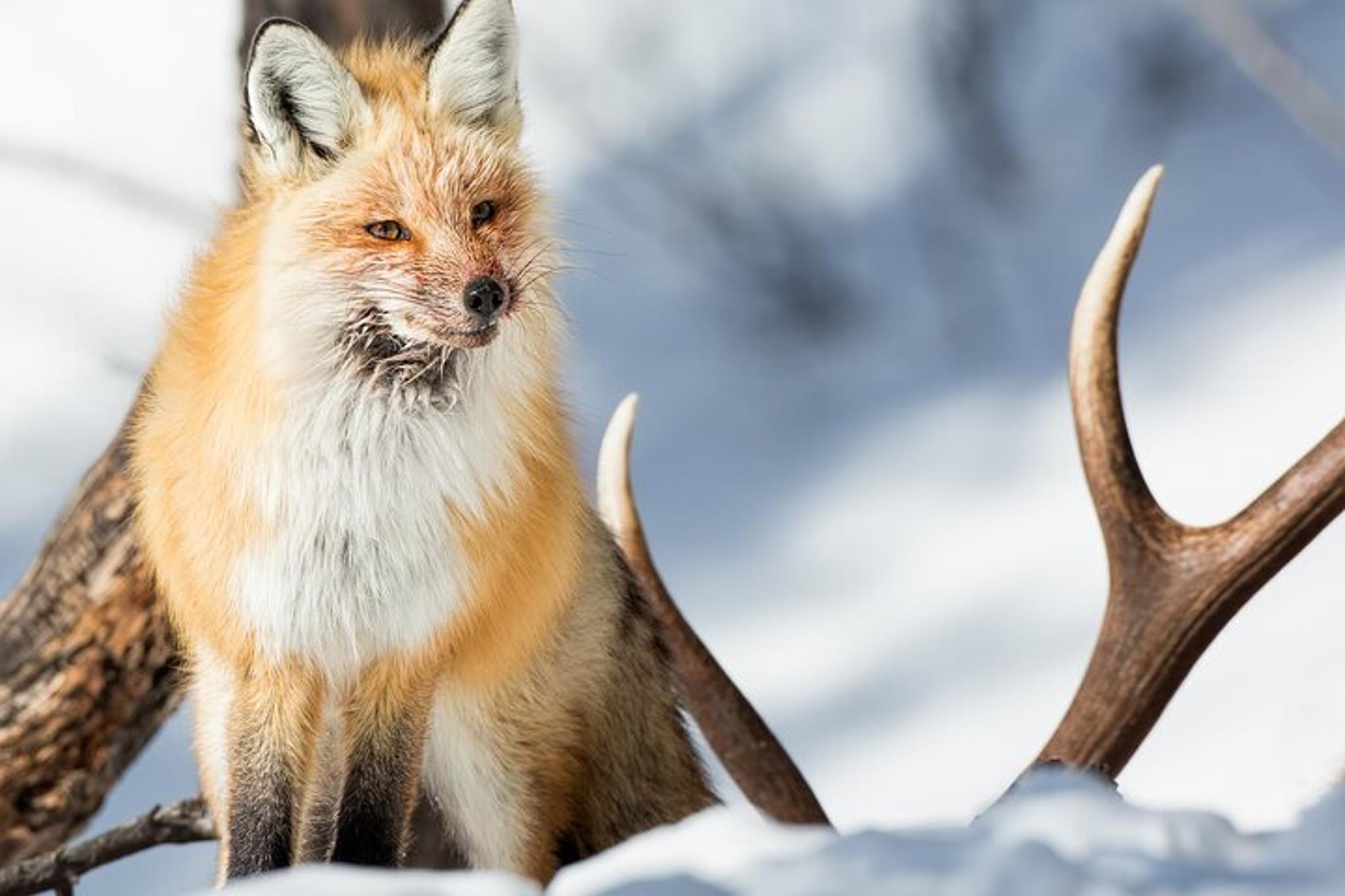 Yellowstone Winter Wildlife Private Tour - Image 5