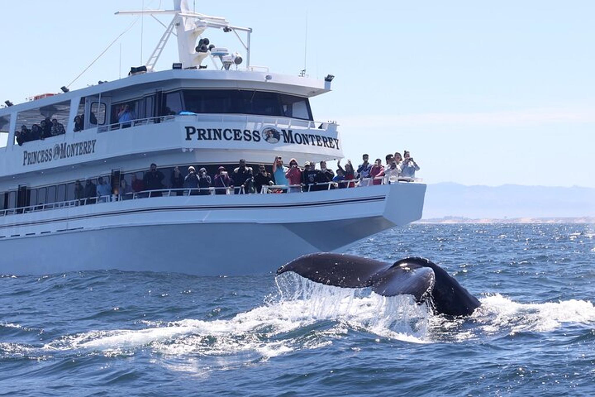 Monterey Whale Watching Tour - Image 2
