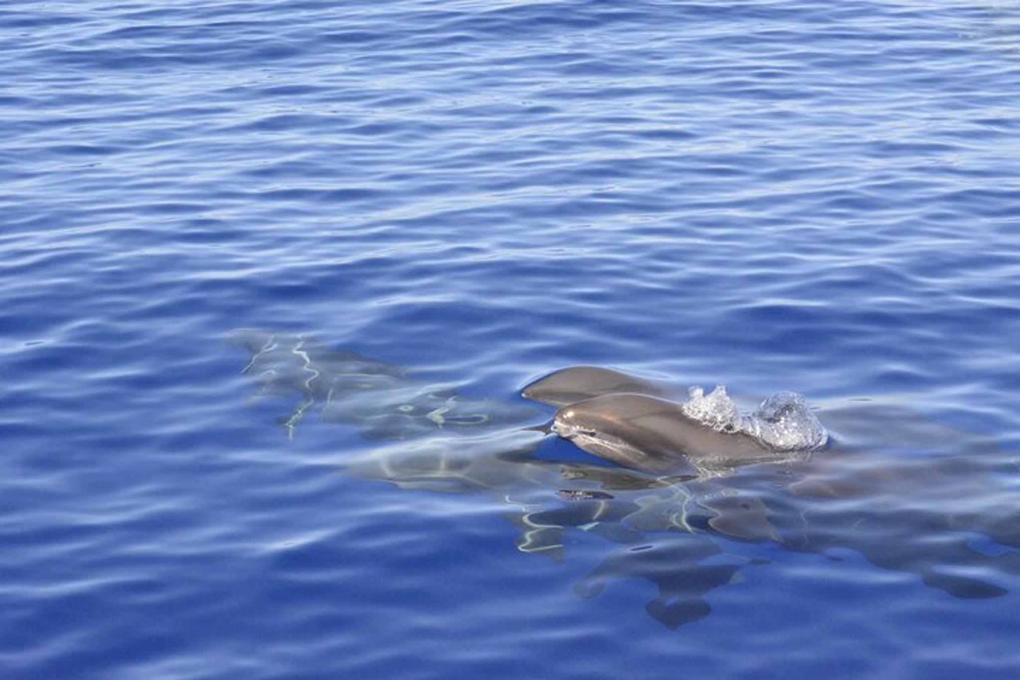 Big Island Marine Wildlife Excursion - Image 6