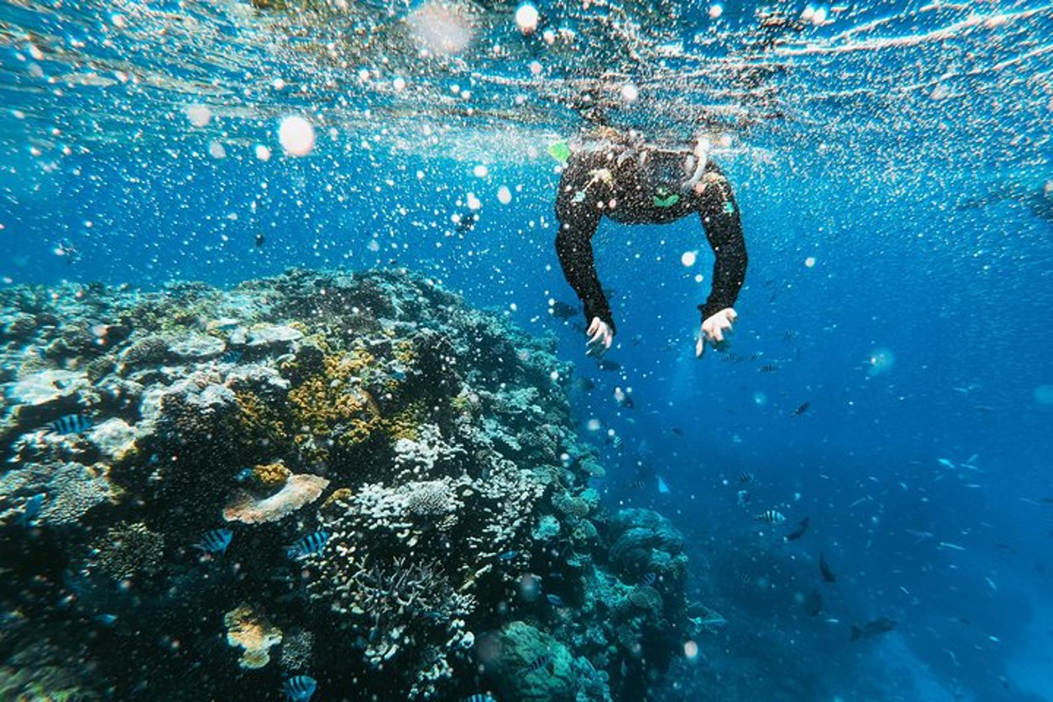 La Jolla Snorkeling Adventure