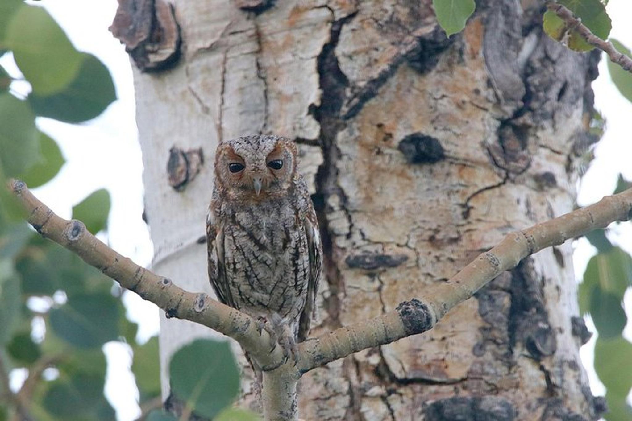 Salt Lake City Owling Experience - Image 3