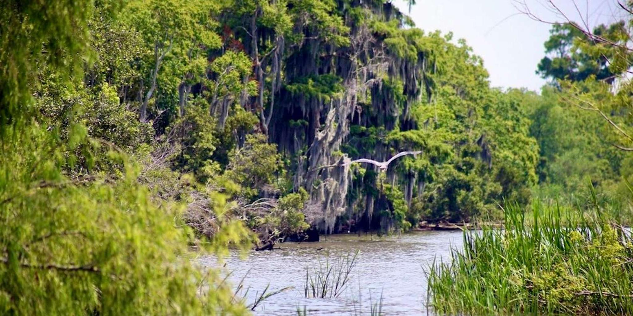 New Orleans Bayou Pontoon Boat Tour - Image 3