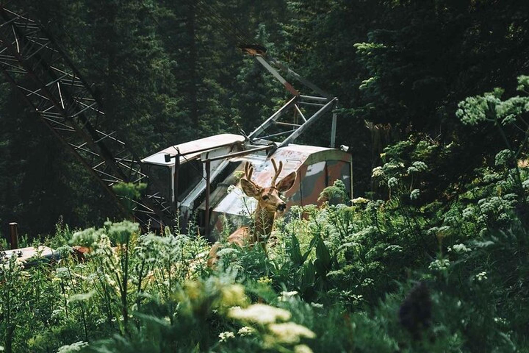 Durango Jeep Tour La Plata Canyon 4 Hr - Image 5