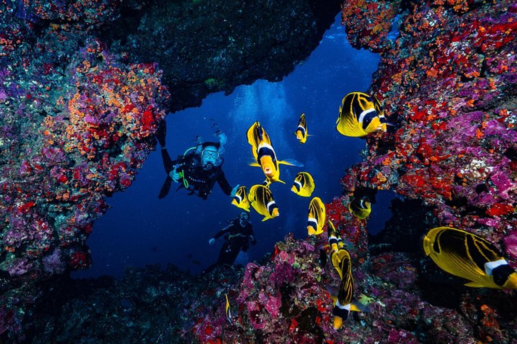 Lanai Cathedral Scuba Dive Via Boat - Image 3