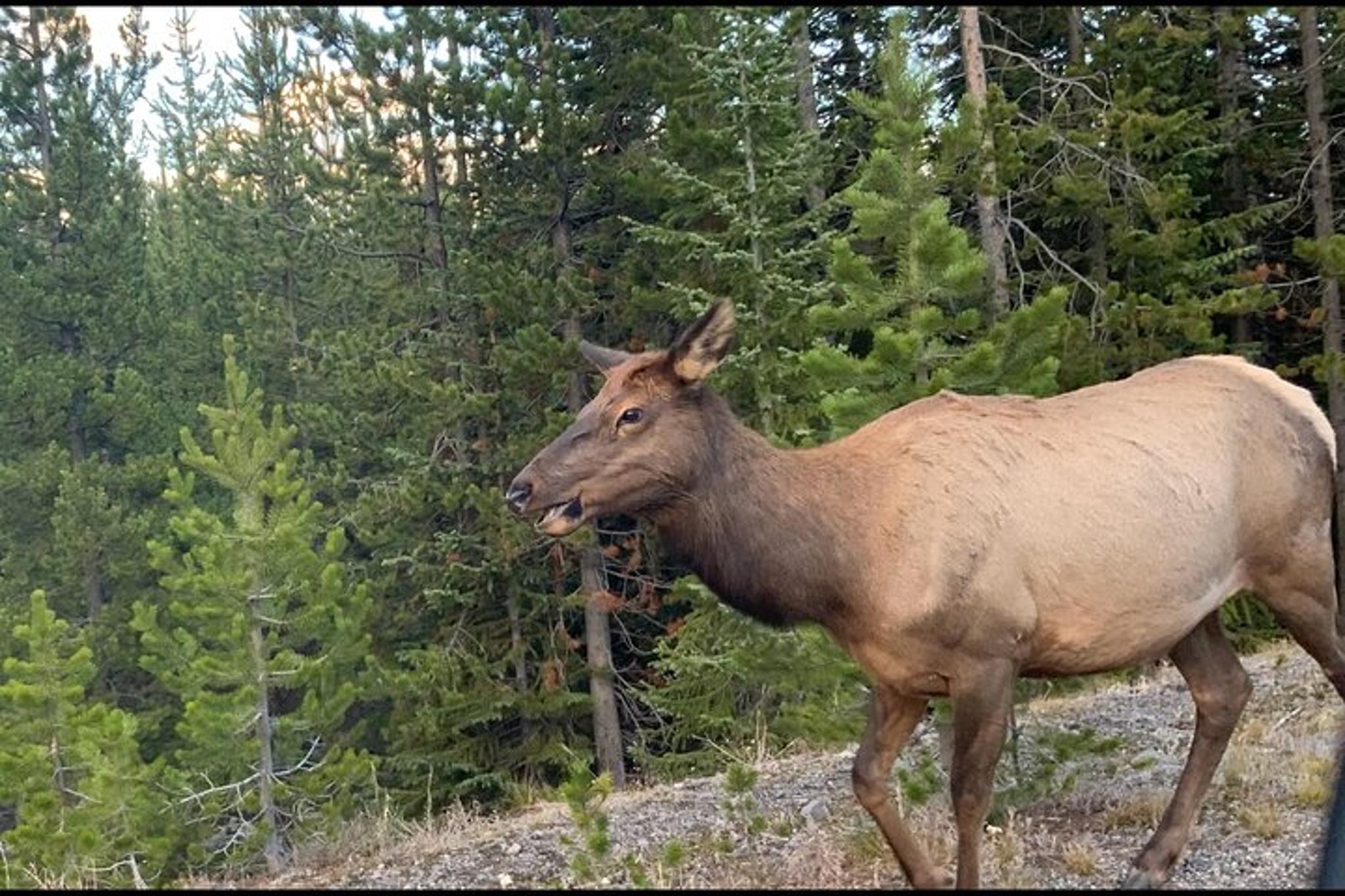 Cody Yellowstone Wildlife and Photo Tour Upper Loop