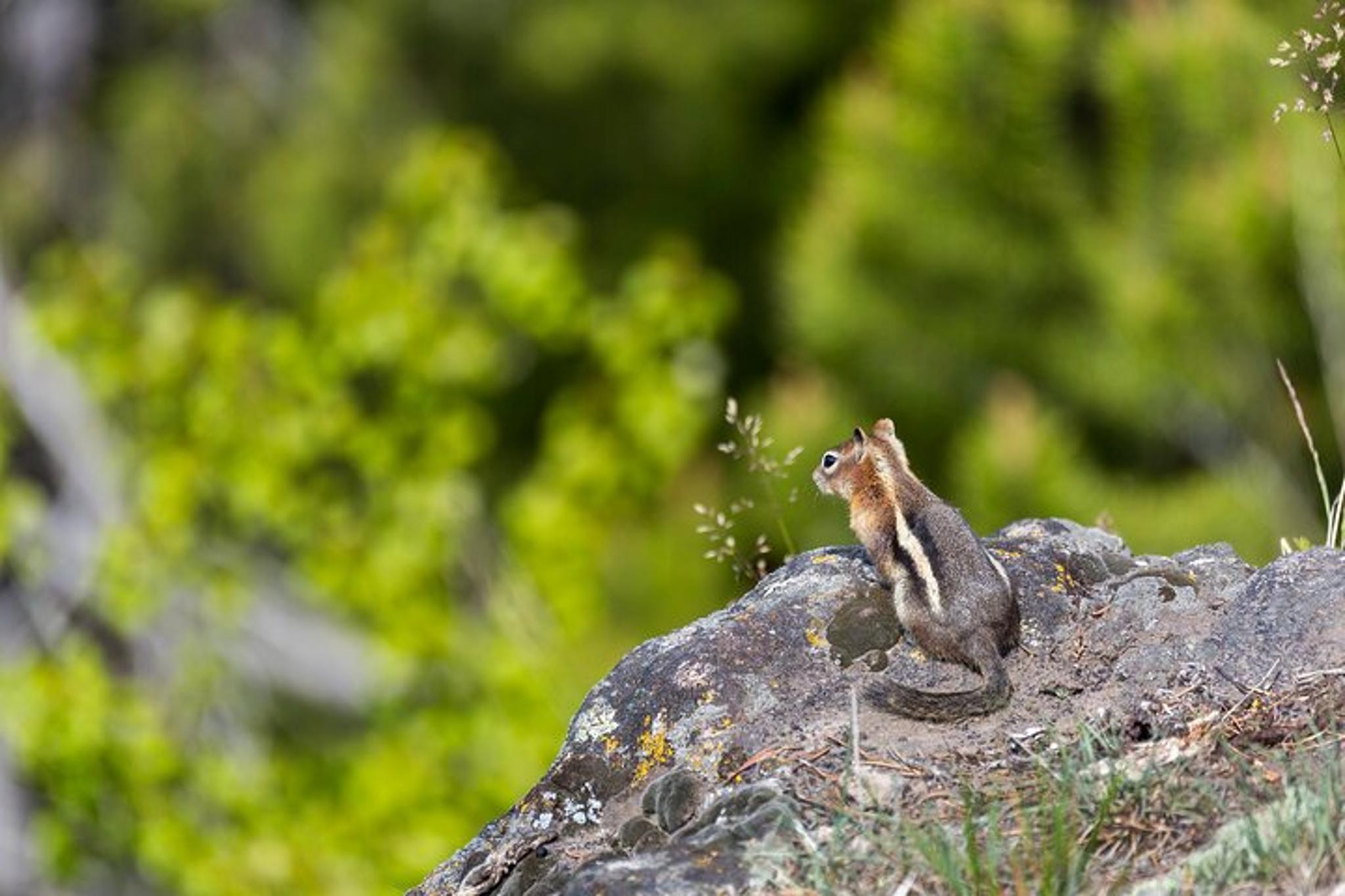 Yellowstone Observation Peak Naturalist Day Hike - Image 2