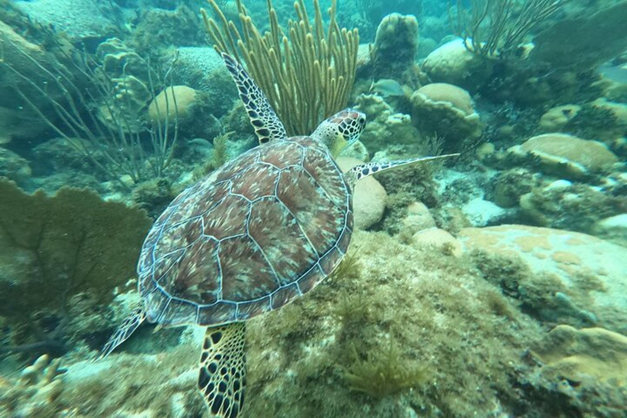 Islamorada Snorkel and Sandbar Combo - Image 6