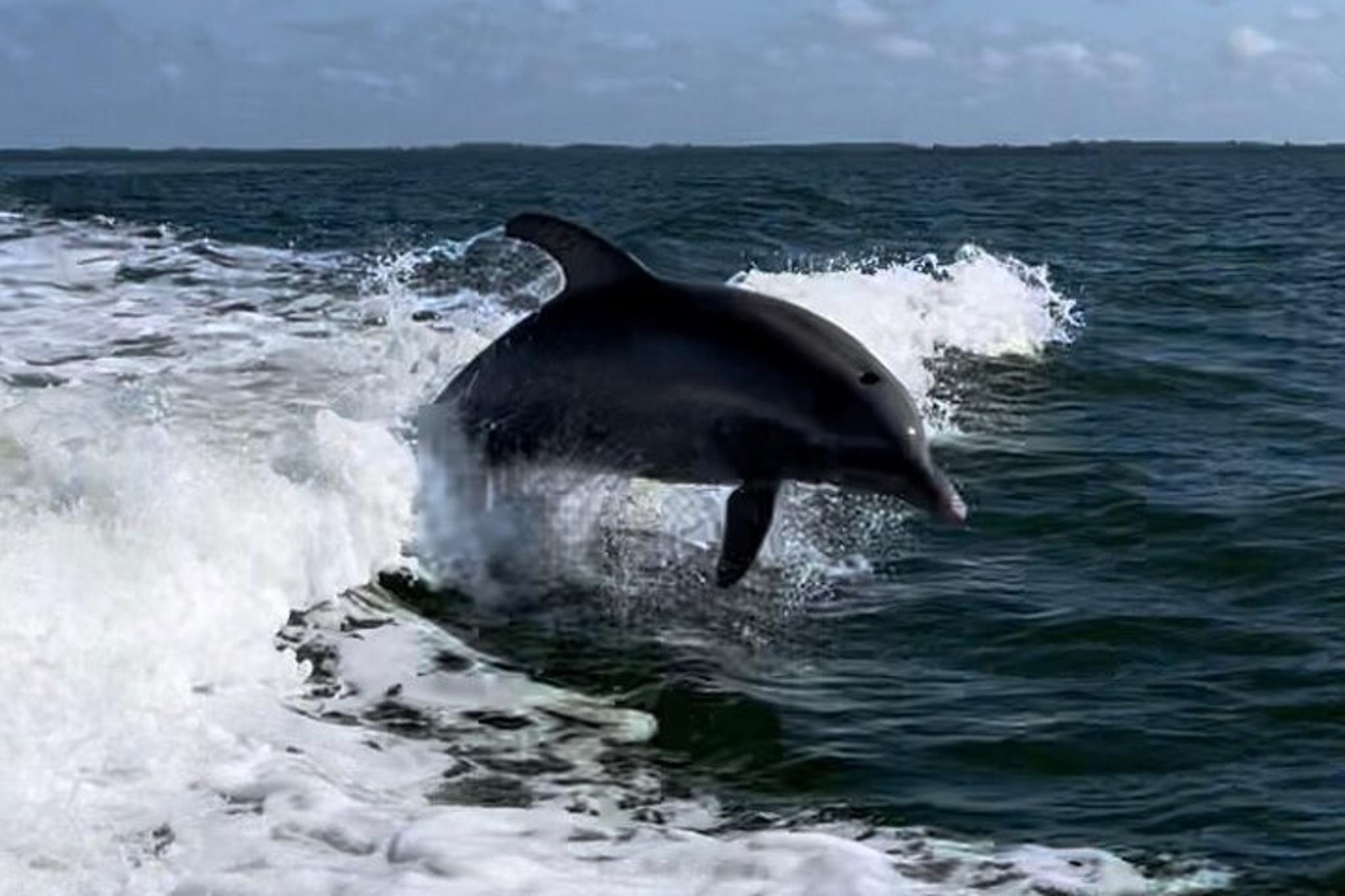 Cape Coral Dolphin Boat Tour