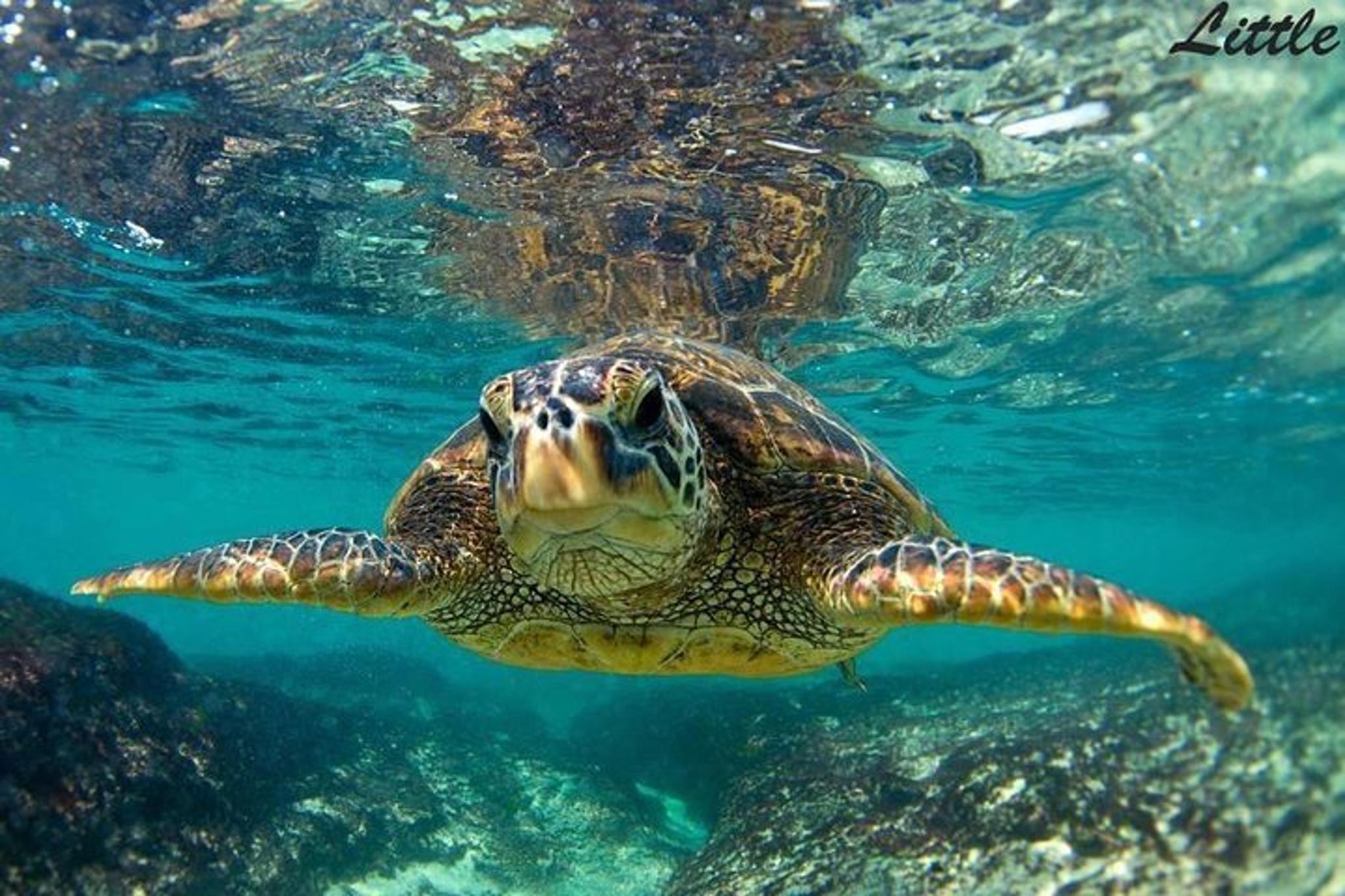 Maui Outrigger Canoe and Turtle Tour - Image 4