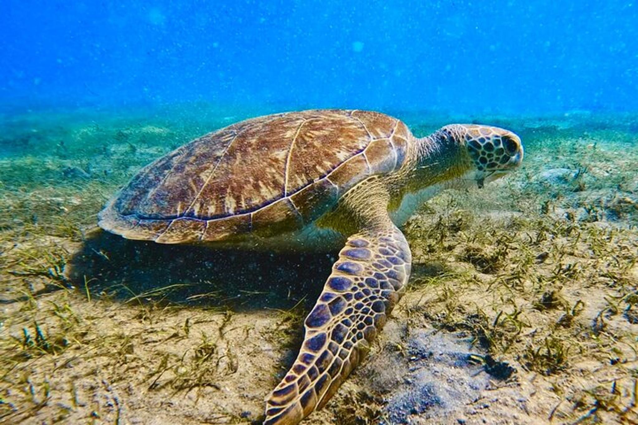 Phil Foster Park Snorkel Tour 2.5 Hours