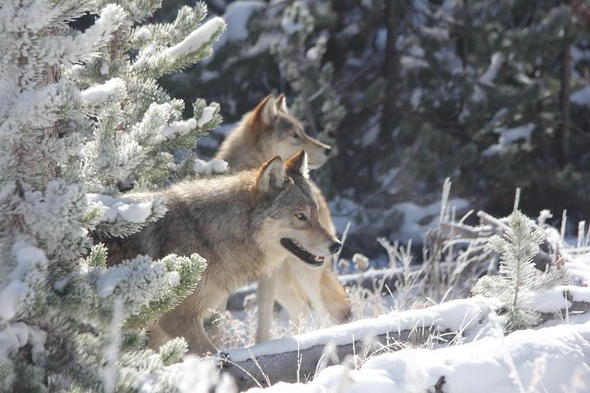 Jackson Hole Wildlife Safari